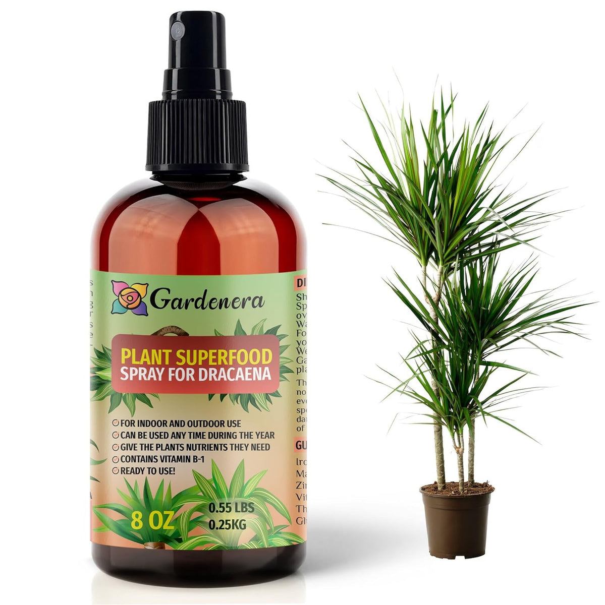 dracaena corn plant fertilizer Plant Superfood for DRACAENA Plants with B1 Vitamin, Glucose and Essen –  Gardenera.com