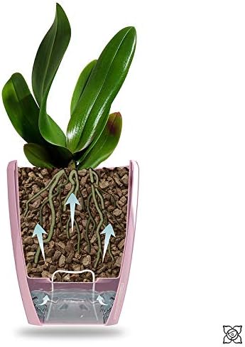 Gardenera 4.9" ORCHIDEA Self Watering Pots for Orchids in Anthracite - Decorative Wicking Planter with w/Great Aerification, Drainage and Water Level Indicator