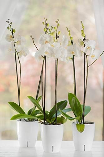 Santino 4.9 Inch ORCHIDEA Self Watering Pots for Orchids in Lavender - Decorative Wicking Planter with w/Great Aerification, Drainage and Water Level Indicator