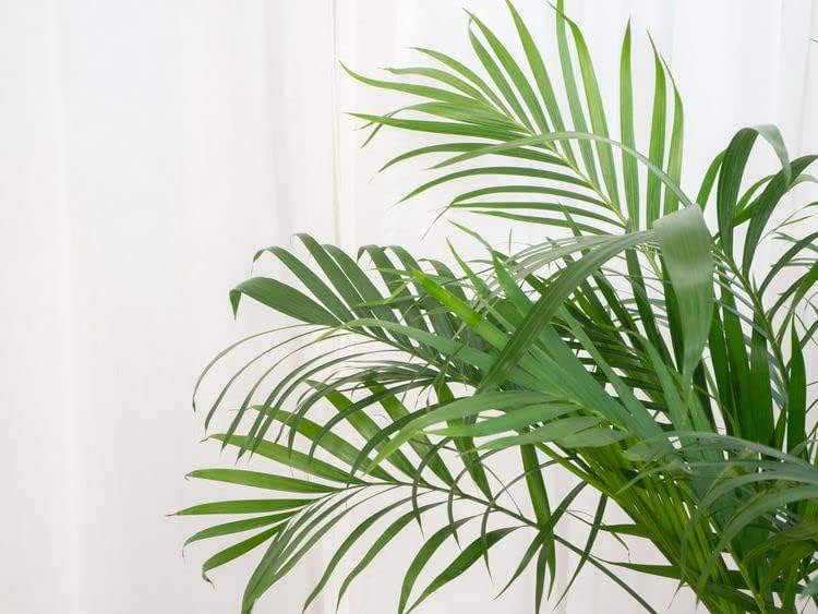 potting mix for palms GARDENERA Palm Tree Potting Mix - The Ultimate Soil for Strong and Healthy Palms