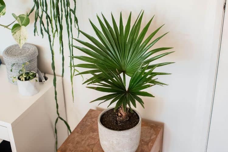 potting mix for palms GARDENERA Palm Tree Potting Mix - The Ultimate Soil for Strong and Healthy Palms