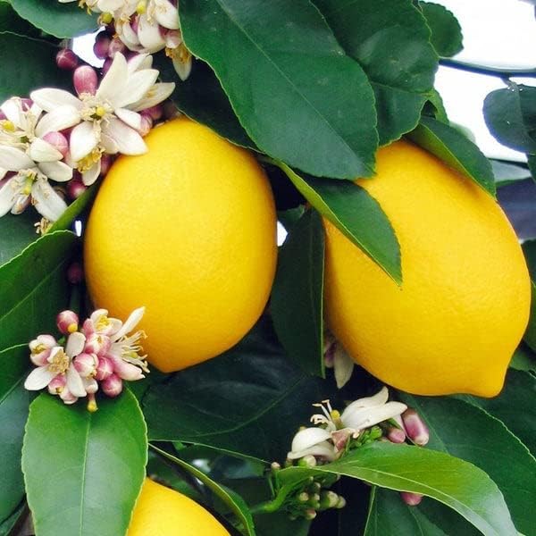 Gardenera's Premium Lemon Tree Soil Mix - Perfect Drainage and Nutrient Retention for Citrus Limon Trees - 10 QUART