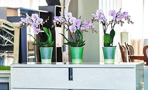 Gardenera 5.8" ARTE-DEA Self Watering Planters (SET of 3) in LIGHT GREEN - Indoor Flower Pot for All House Plants, Flowers and Orchids