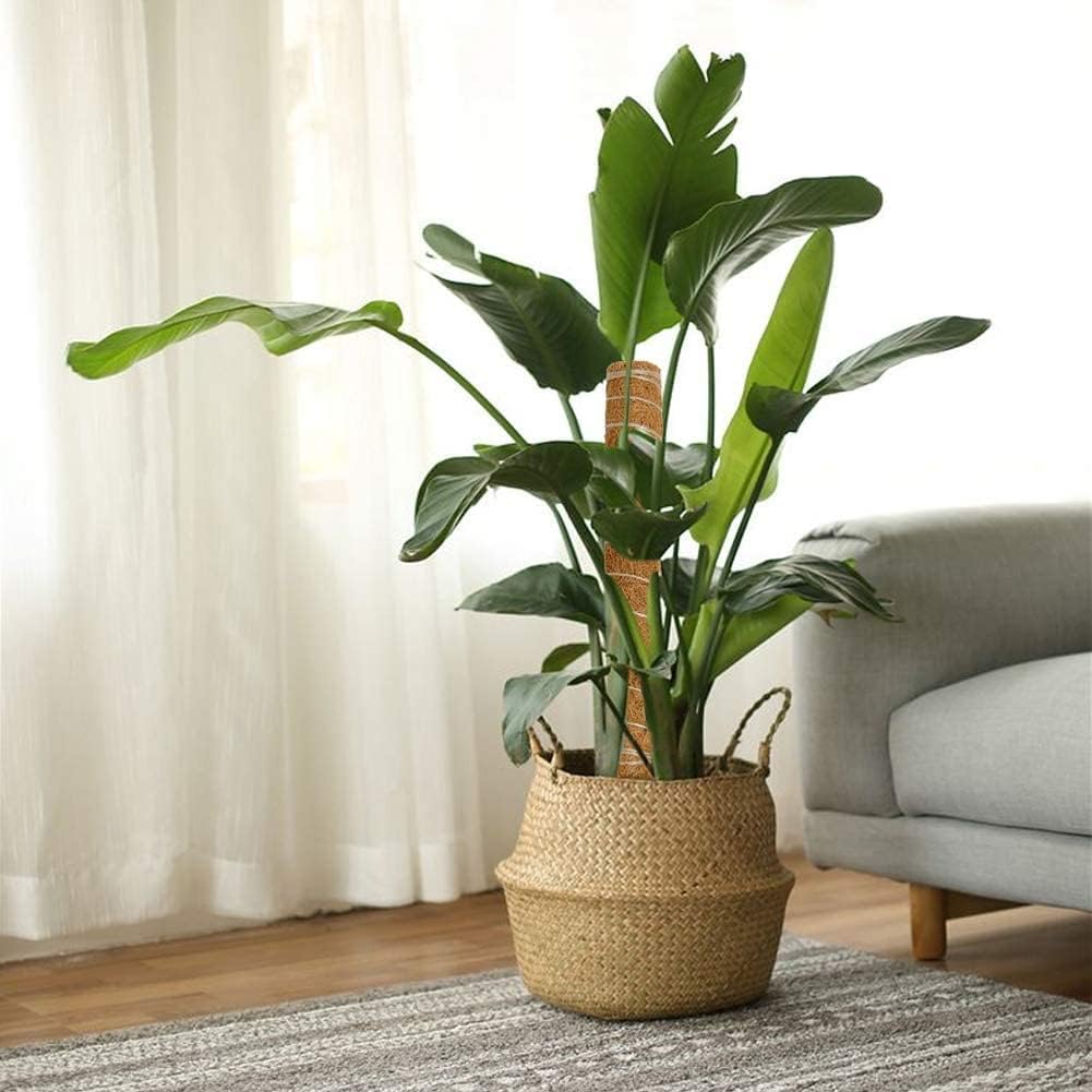 coco coir pole monstera Premium Coco Coir Poles for Monstera Plants (Pack of 2)
