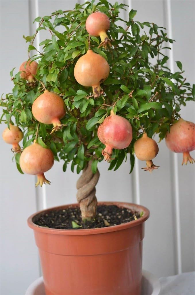 potting mix for pomegranate Gardenera Premium Pomegranate Potting Soil Mix - Ideal Nutrient Blend for Growing Robust, Flavorful, and Bountiful Pomegranate Trees
