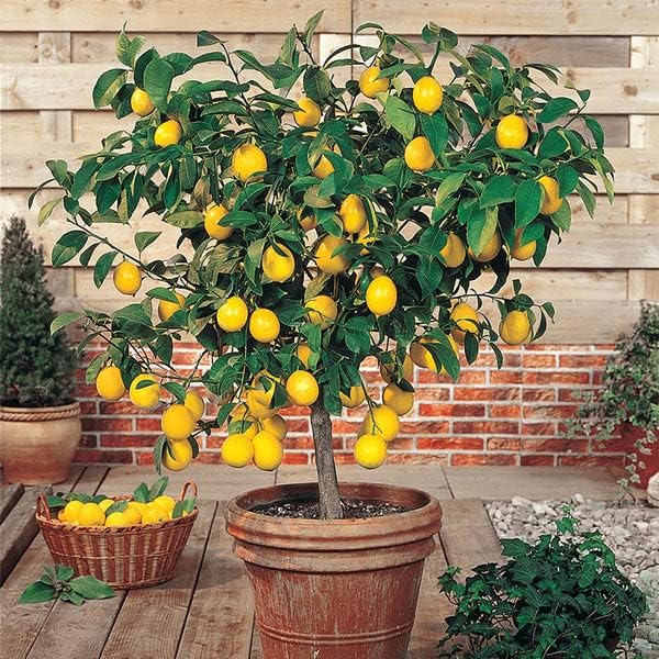 Gardenera's Premium Lemon Tree Soil Mix - Perfect Drainage and Nutrient Retention for Citrus Limon Trees - 10 QUART