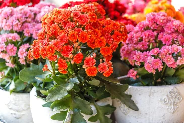 potting mix for kalanchoe Gardenera Kalanchoe Plant Premium Potting Mix - Optimize Growth with Natural Ingredients