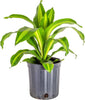 GARDENERA Premium Dracaena Potting Soil Mix - (10 Quart Bag)