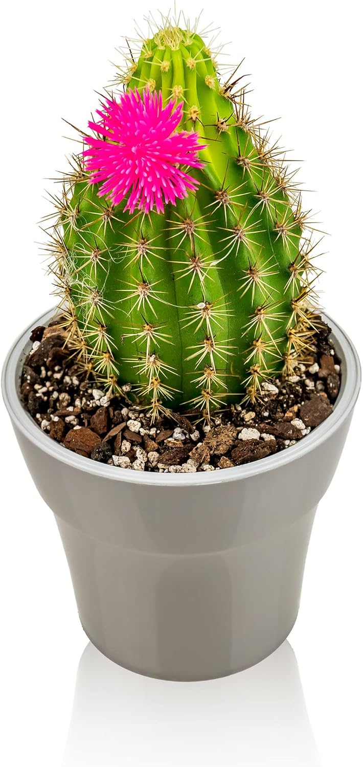 is peat moss good for succulent plants Gardenera Professional Succulent Soil Premium All Purpose Blend | Pre-Mixed Ready to Use for Cactus and