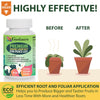 GARDENERA Concentrated Kelp & Seaweed Extract for Strong and Resilient Peace Lilies - 16 oz