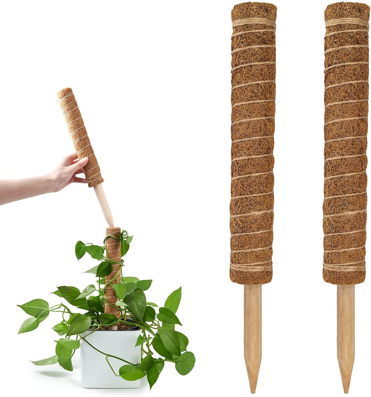 Premium Coco Coir Poles for Monstera Plants (Pack of 2) - 12" Coco Plant Pole for Climbing Plants, Coir Totem Poles for Potted Plants, Train Monstera Philodendron Pothos Creeper Plants Grow