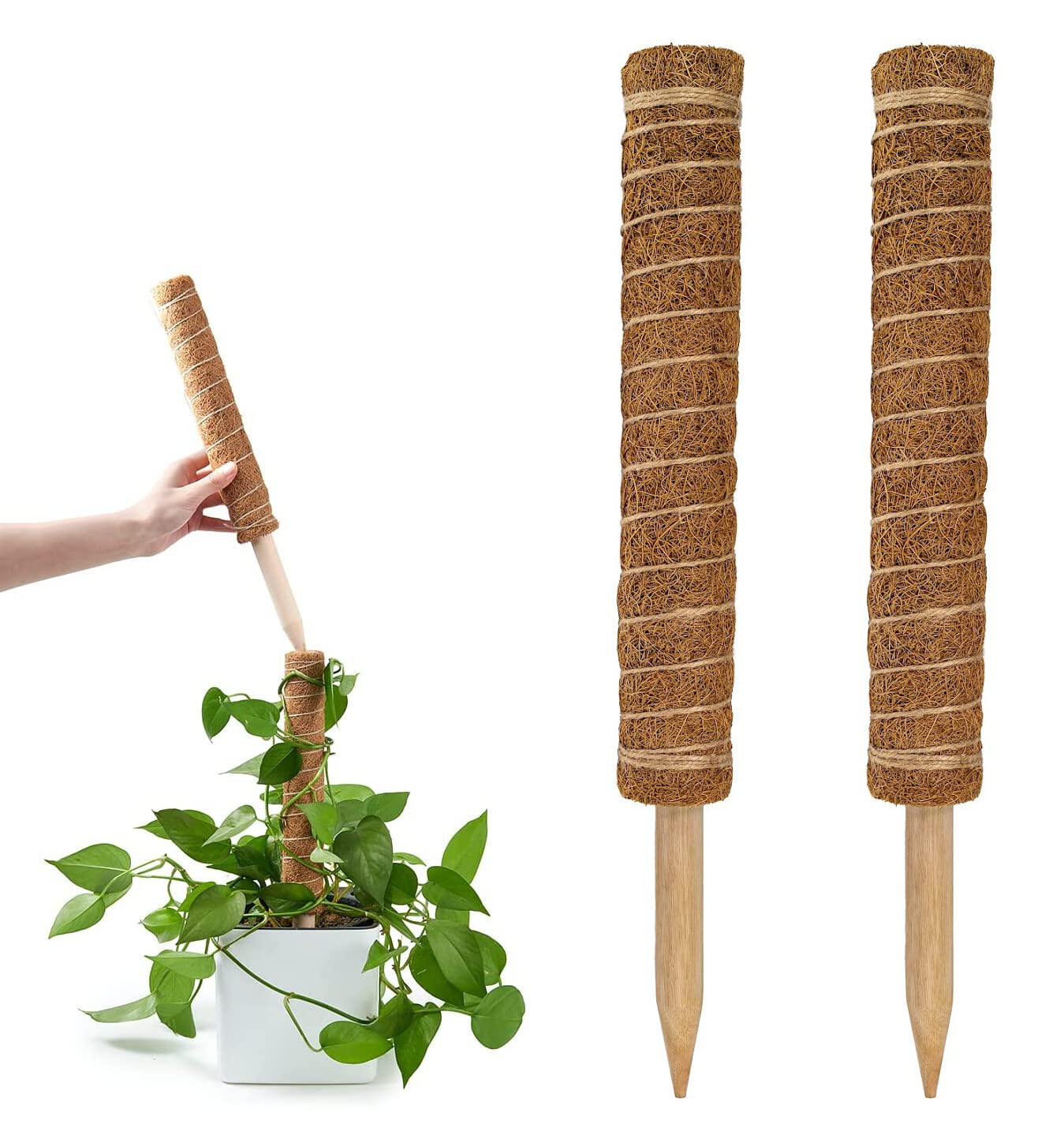 Premium Coco Coir Poles for Monstera Plants (Pack of 2) - 12" Coco Plant Pole for Climbing Plants, Coir Totem Poles for Potted Plants, Train Monstera Philodendron Pothos Creeper Plants Grow