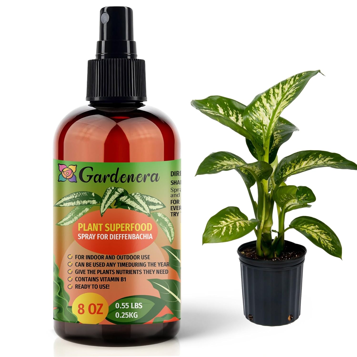 dieffenbachia fertilizer schedule Plant Superfood for DIEFFENBACHIA Plants with B1 Vitamin, Glucose and Essential Minerals