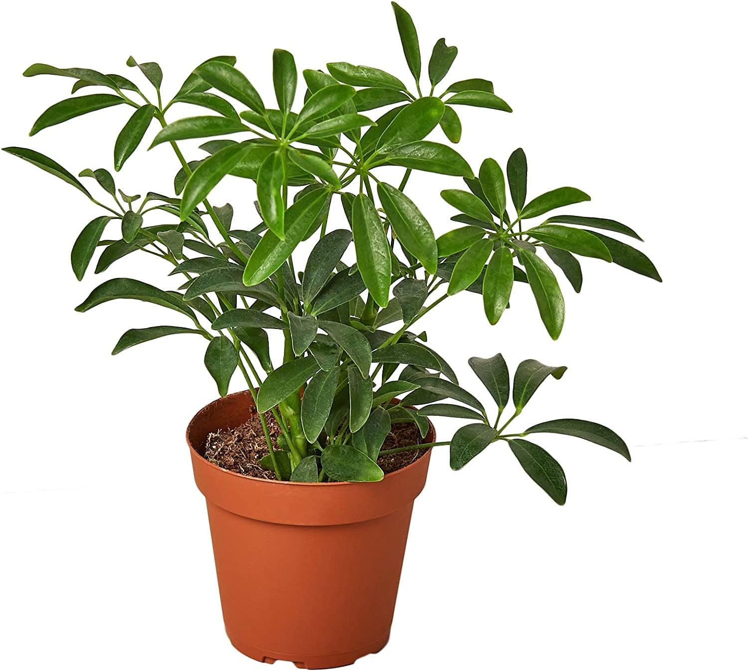 Gardenera Umbrella Plant Premium Potting Mix - Optimal Balance of Air, Moisture, and Nutrients for Thriving Plants - 3 Quart