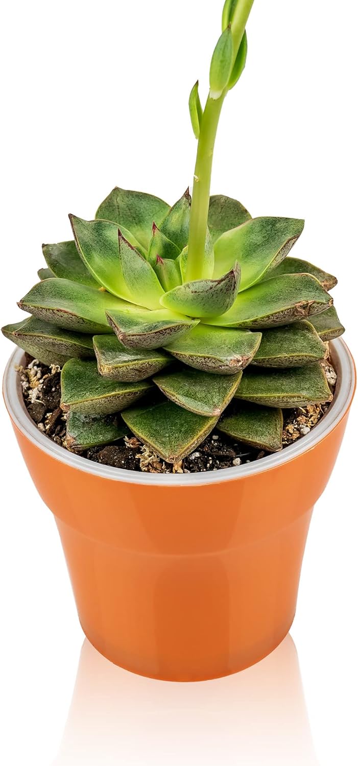 pine bark for succulents Gardenera Professional Succulent Soil Premium All Purpose Blend | Pre-Mixed Ready to Use for Cactus and