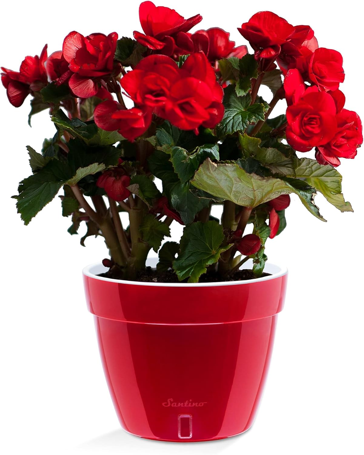 Santino ASTINO 11.8 Inch Self Watering Planter Red-Pearl/White for Indoor Plants - Premium Quality Plastic Pot with Water Level Indicator for All House Herbs, Plants, African Violets and Dahlias