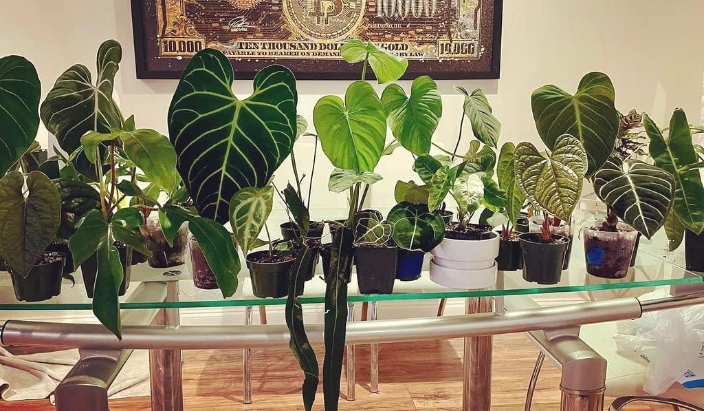 aroid mix for philodendron PREMIUM Aroid Potting Mix - Soil Free Blend for Aroids - Growing Medium for House Plants by Gardenera