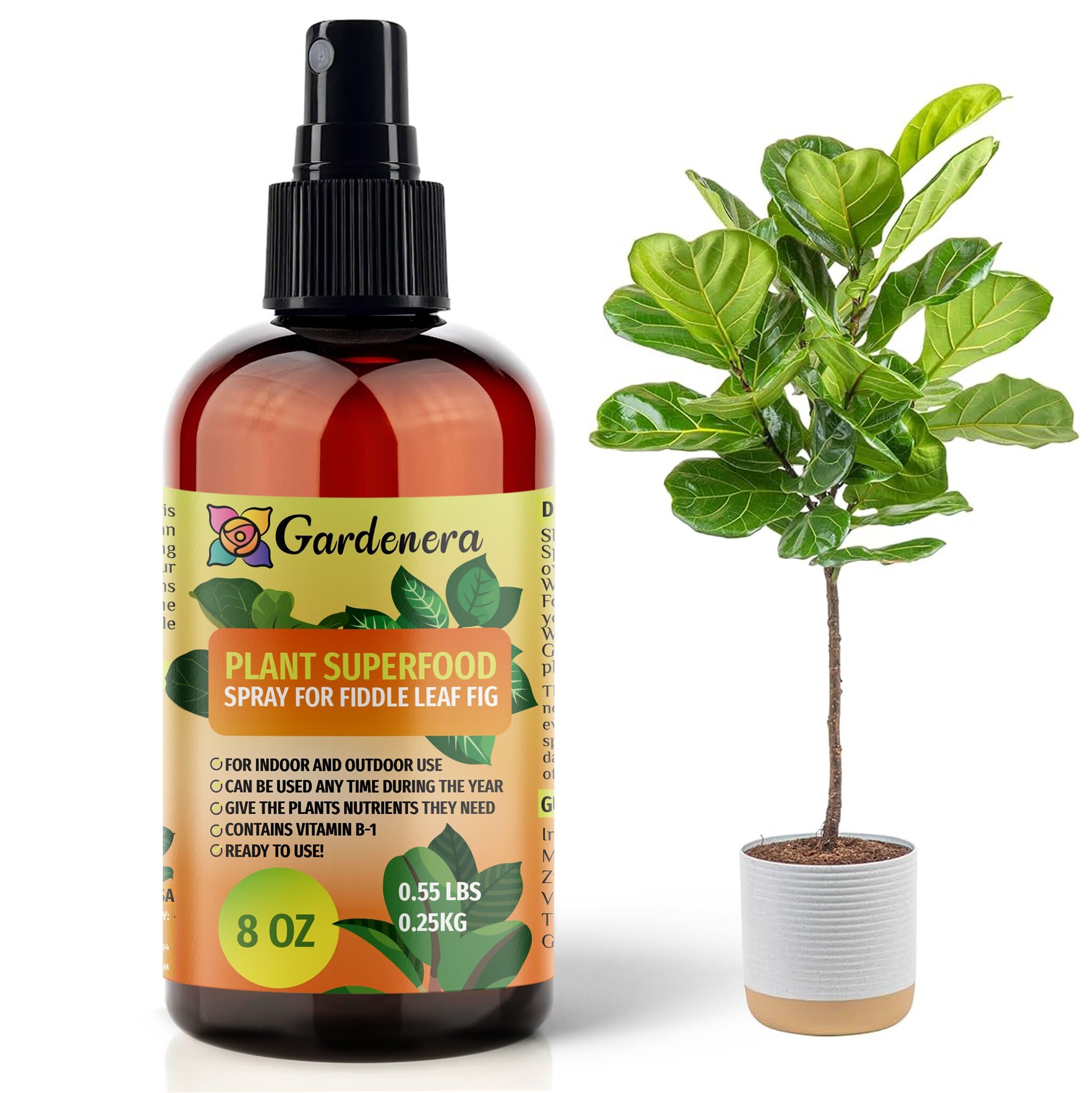 good fertilizer for fiddle leaf fig Plant Superfood for FIDDLE LEAF FIG Plants with B1 Vitamin, Glucose and Essential Minerals