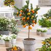 Gardenera Premium Mandarin Tree Soil Mix - Quick Drain Potting Soil for Healthy and Juicy Citrus Trees - 1 Quart