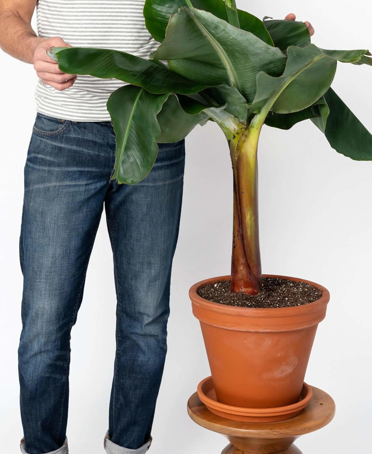 potting banana plants Gardenera Premium Banana Tree Potting Mix - Expertly Formulated Blend for Optimal Growth and Fruit Production