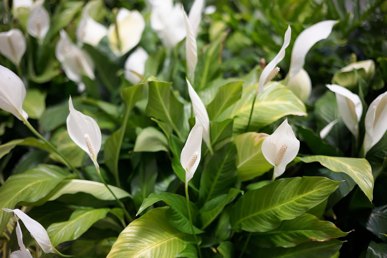 Gardenera's Professional Grade Mix for Stunning Peace Lilies: The Essential Ingredient for Indoor Plant Success [10-Quart Bag]