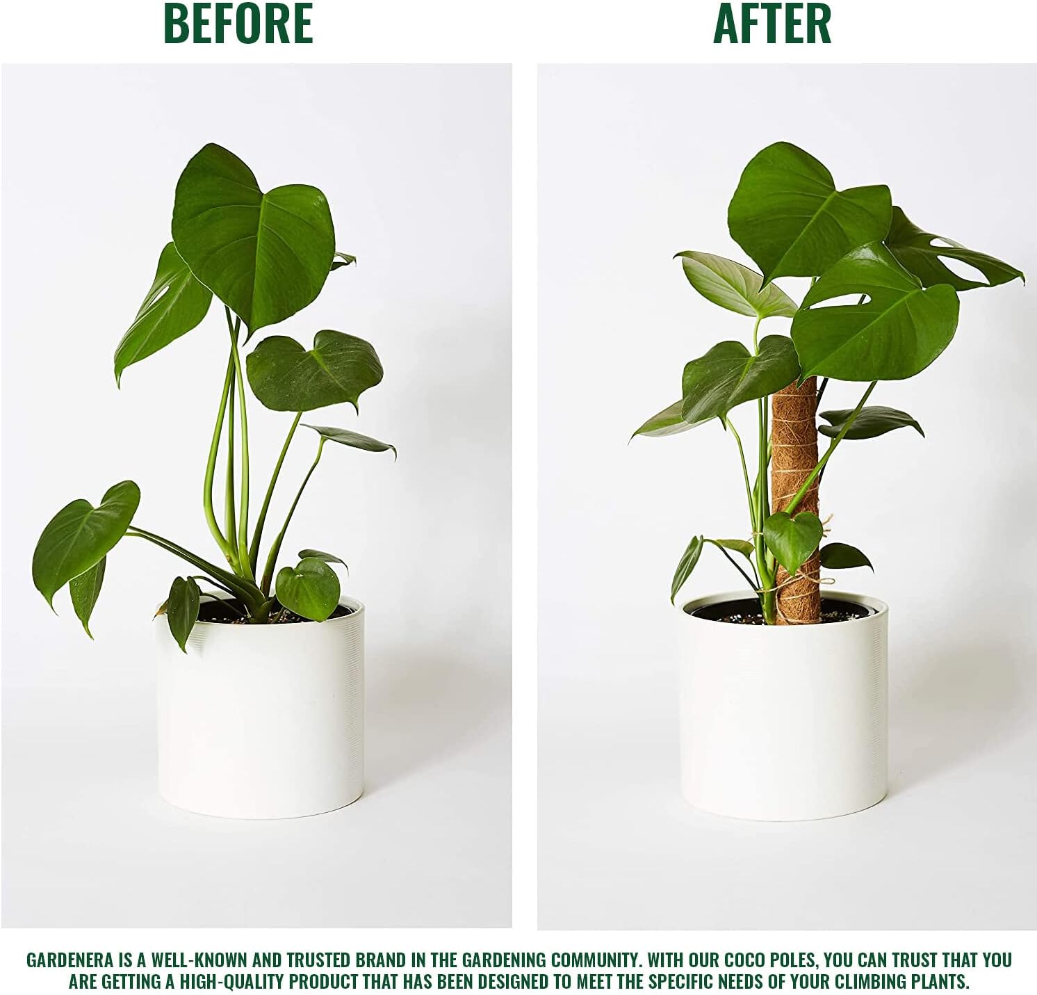pothos coco coir Premium Coco Coir Poles for Monstera Plants (Pack of 2)