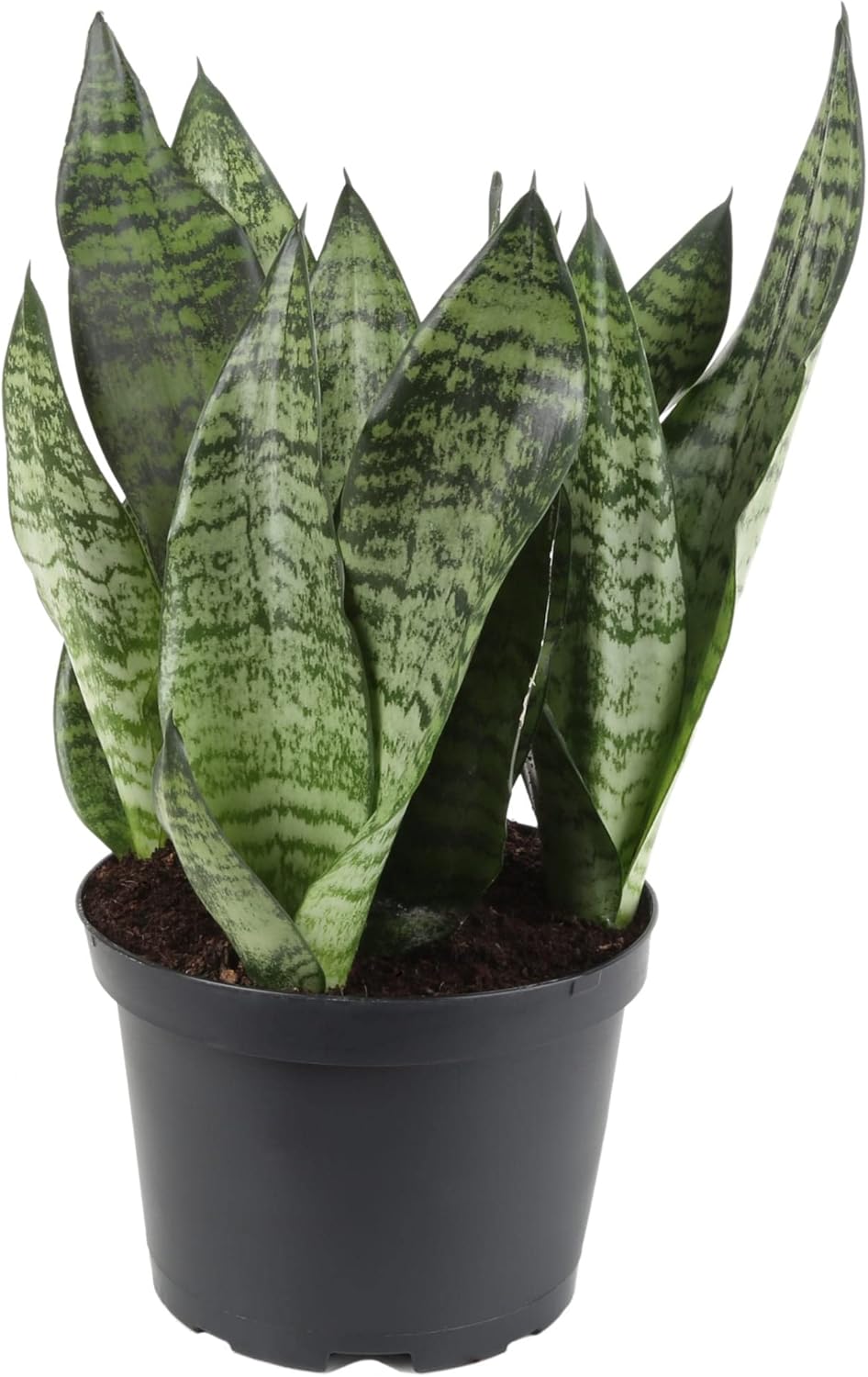 GARDENERA Premium Snake Plant Potting Soil Mix - 10 QUART - Green Sansevieria Trifascatia Zeylanica Plants, Plant or Re-Pot Your Snake Plant (2 Bags of 5 Quart)