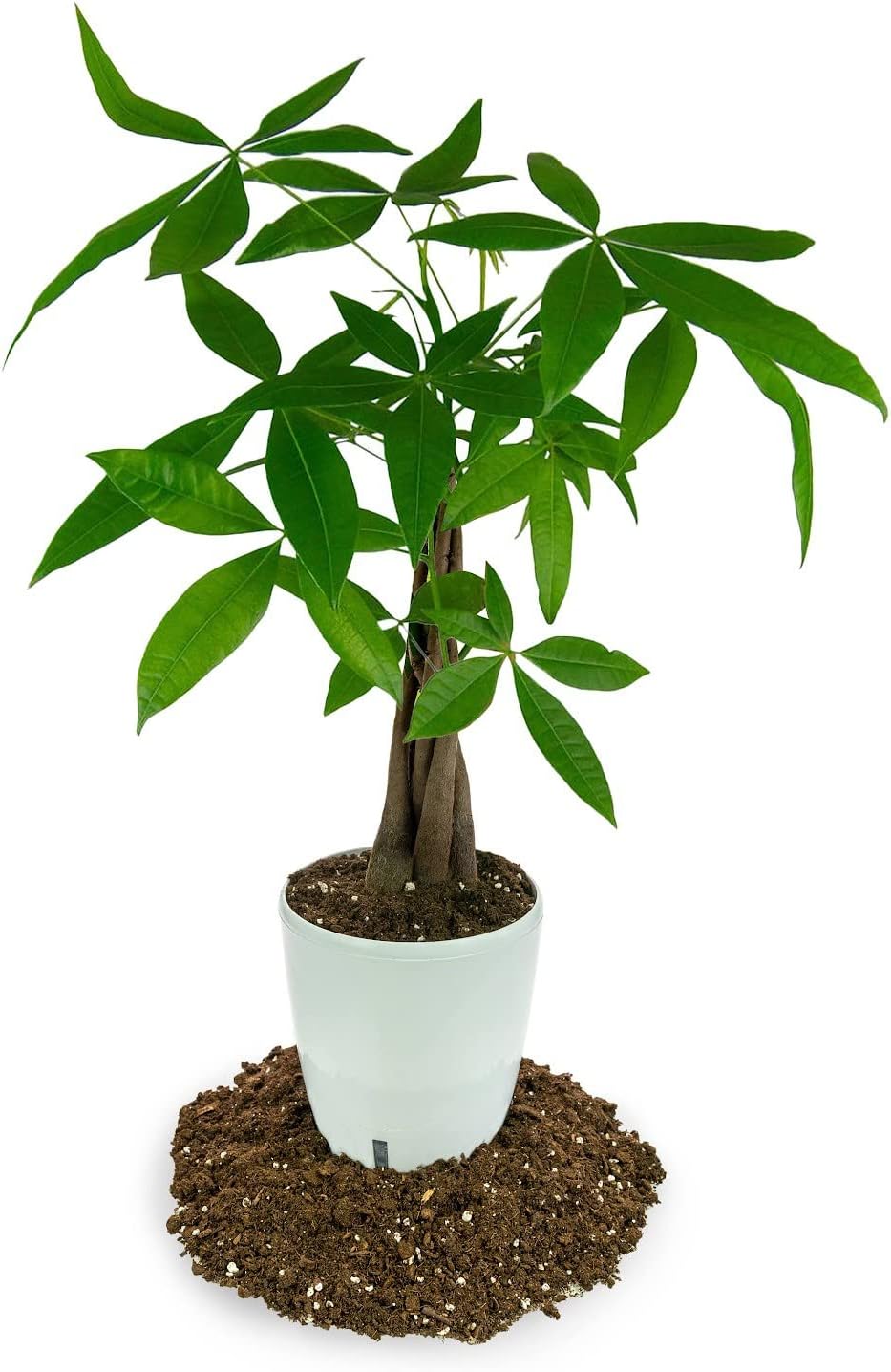 GARDENERA Money Tree Potting Soil - 10 QUART - Soil Mix for Planting or Repotting Guiana Chestnut, Soil Blended to Properly Grow Money Tree Plants (2 Bags of 5 Quart)