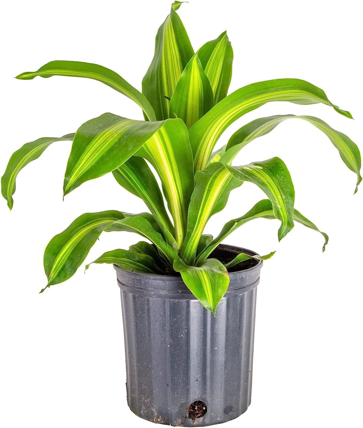 soil mix for dracaena GARDENERA Premium Dracaena Potting Soil Mix