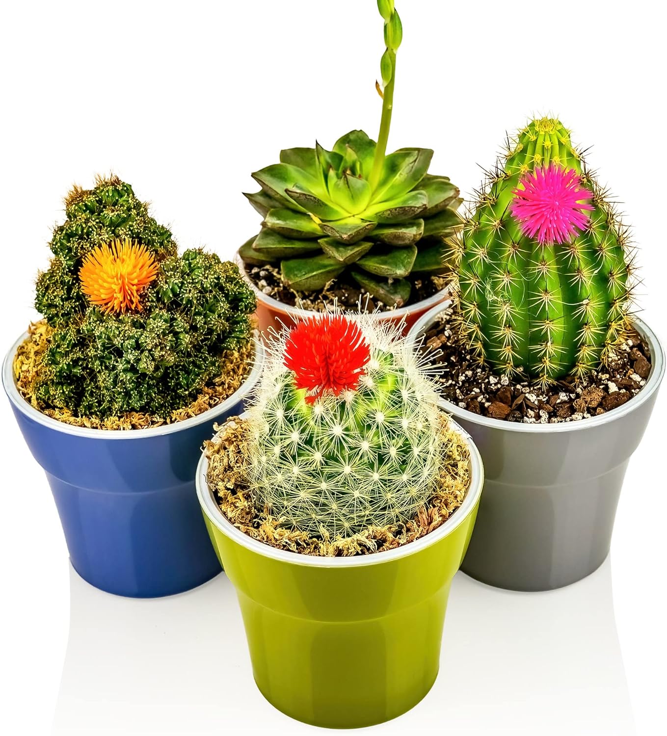 cactus potting soil menards Gardenera Premium Organic Potting Soil, Succulent & Cactus Soil Mix, Fast Draining Pre-Mixed Blend
