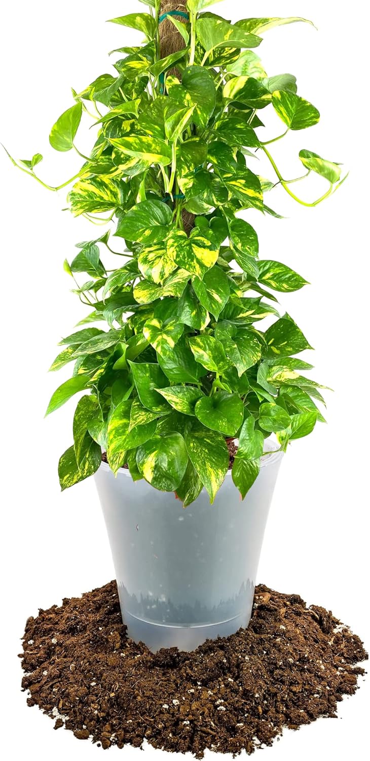 GARDENERA Premium Pothos Potting Soil Mix - Air Cleaning Plant Potting Mix, Soil Mix for Pothos, Parlor Palm, Peace Lily - (3 Quart Bag)