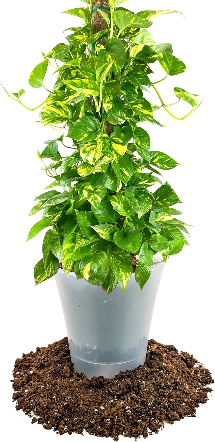 succulent soil for pothos GARDENERA Premium Pothos Potting Soil Mix - Air Cleaning Plant Potting Mix, Soil Mix for Pothos, Parlor Palm, Peace Lily