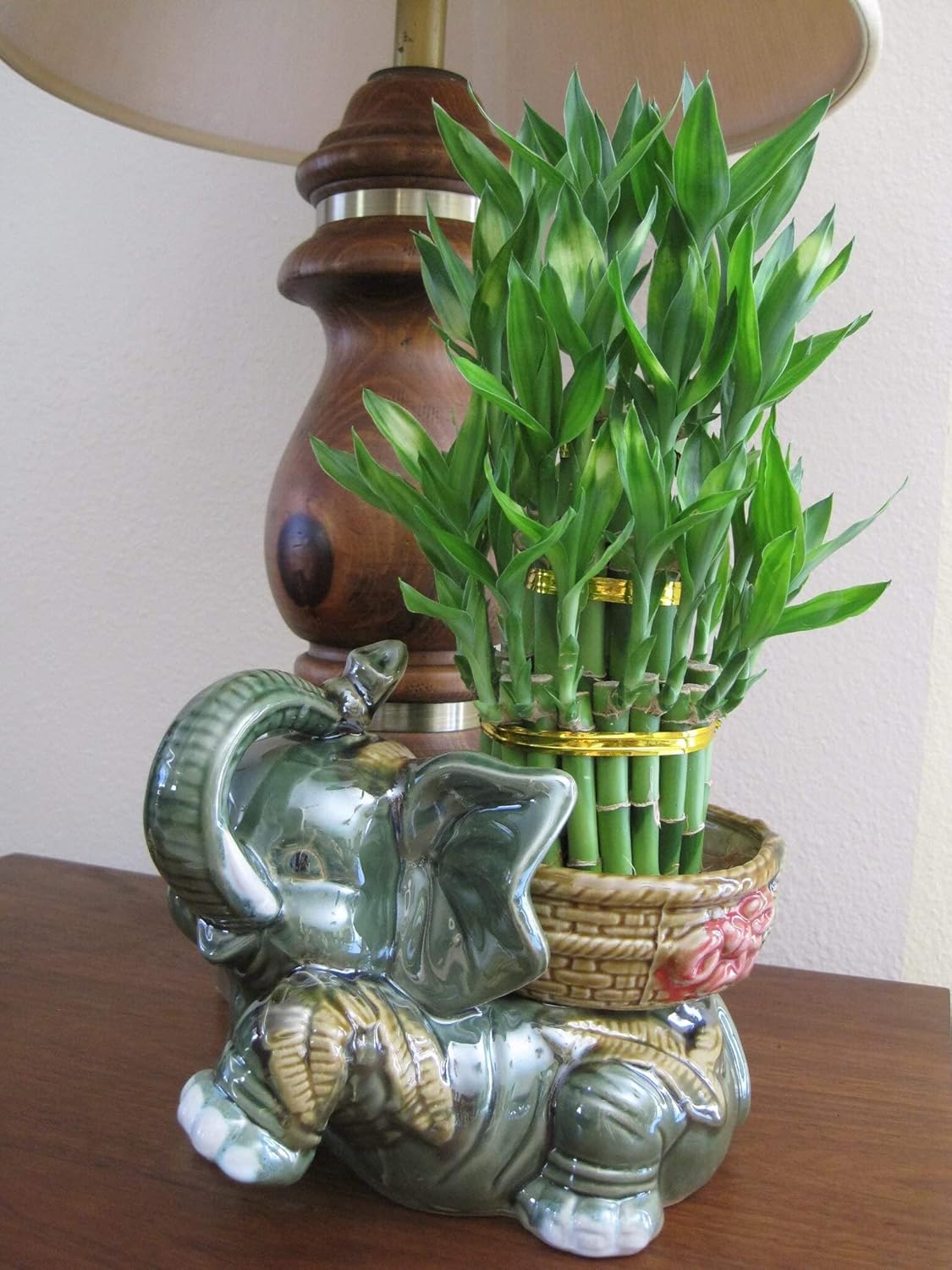 lucky bamboo potting mix GARDENERA Premium Bamboo Potting Soil Mix