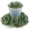 PREMIUM Spanish Moss in Basil| Natural Preserved - Great Ground Cover - Filler for Potted Plants - by GARDENERA - 1 Quart Bag