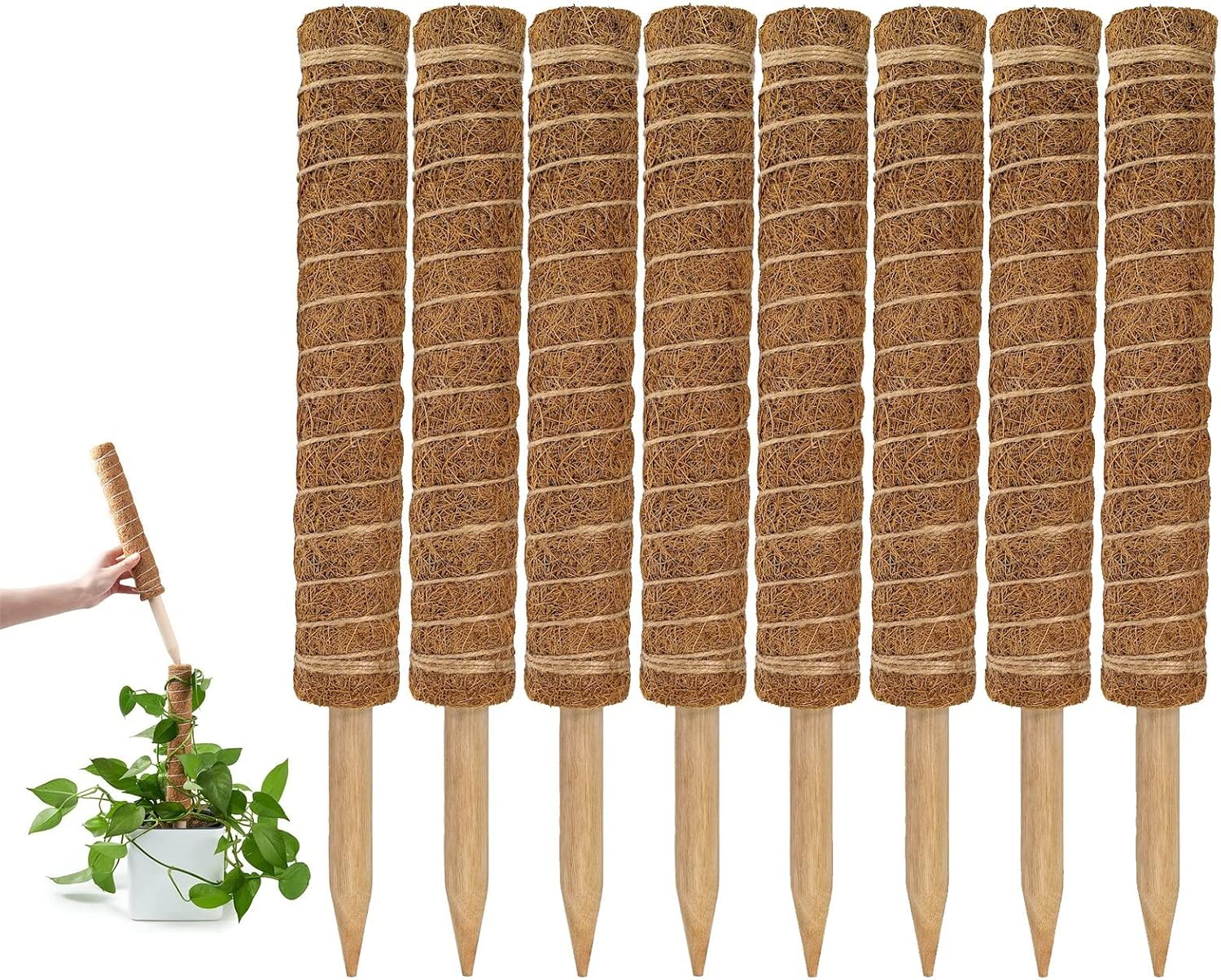 GARDENERA Stackable Coco Coir Poles for Monstera (Pack of 8) Train Indoor Climbing Plants to Grow Upwards - 12" Coco Coir Totem Stakes - Potted House Support/Trellis for Climbing Plants