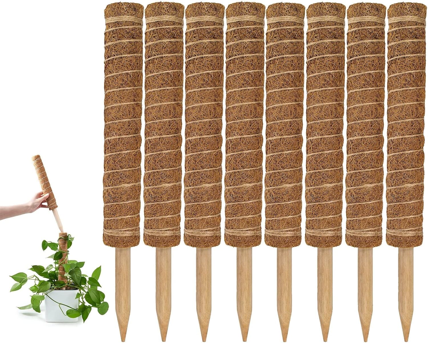 monstera plant support stick GARDENERA Stackable Coco Coir Poles for Monstera (Pack of 8) Train Ind – Gardenera.com