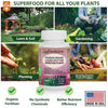 GARDENERA Monstera-Specific Organic Liquid Kelp Fertilizer - 16 oz - Boost Your Monstera's Growth and Leaf Development Naturally