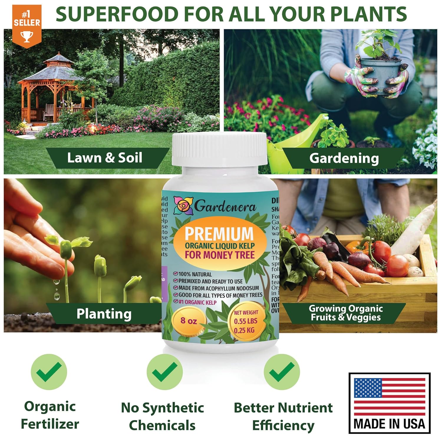 GARDENERA Money Tree Superfood - 32 oz - Premium Liquid Kelp Fertilizer for Stunning Money Tree Displays