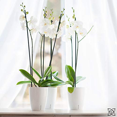 Gardenera 4.9" ORCHIDEA Self Watering Pots for Orchids in White - Decorative Wicking Planter with w/Great Aerification, Drainage and Water Level Indicator