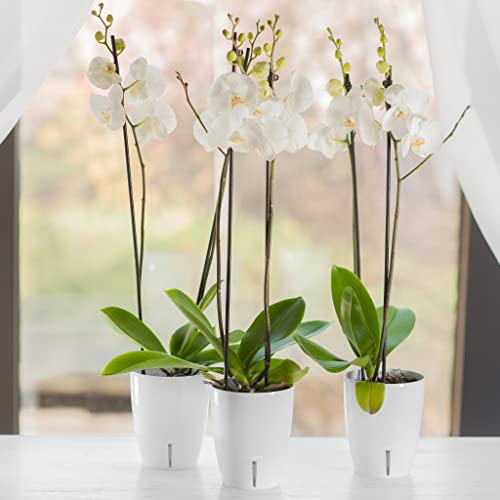 Orchid Growing Kit - Self Watering Planter + Orchid Soil Mix + Sphagnum Moss
