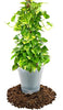 GARDENERA Premium Pothos Potting Soil Mix - Air Cleaning Plant Potting Mix, Soil Mix for Pothos, Parlor Palm, Peace Lily - (4 Quart Bag)