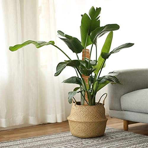 GARDENERA Coco Coir Poles for Monstera (Pack of 4) - 12" Monstera Plant Stakes, Sphagnum Handmade Coco Stick, Potted Plants Support/Totem Perfect for Small/Medium Climbing Plants Indoor
