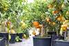 Load image into Gallery viewer, GARDENERA Citrus Tree Potting Soil Mix, Special Blend for Indoor Oranges, Lemons, Limes and More - (1 Quart Bag)