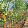 Eco-Friendly Fiberglass Garden Stakes, Tomato Stakes, Plant Stakes